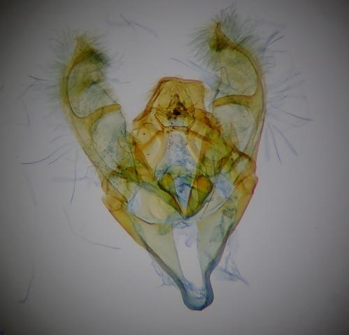 Réf. 269 717 : Cadra figulilella